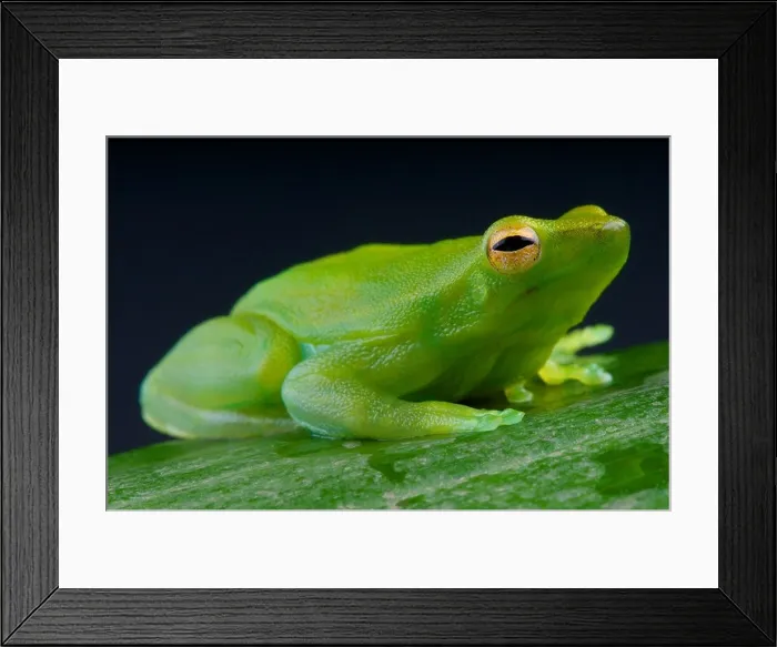 Framed Print : Orinoco lime treefrog / Sphaenorhynchus lacteus Framed Print : Orinoco lime treefrog / Sphaenorhynchus lacteus