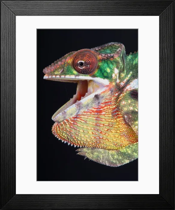 Framed Print : Panther chameleon / Furcifer pardalis Framed Print : Panther chameleon / Furcifer pardalis
