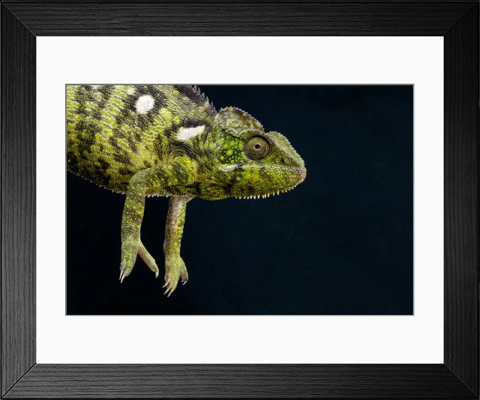 Framed Print : Giant chameleon / Furcifer oustaleti Framed Print : Giant chameleon / Furcifer oustaleti