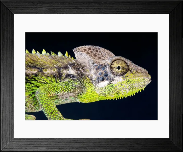 Framed Print : Warty chameleon / Furcifer verrucosus Framed Print : Warty chameleon / Furcifer verrucosus