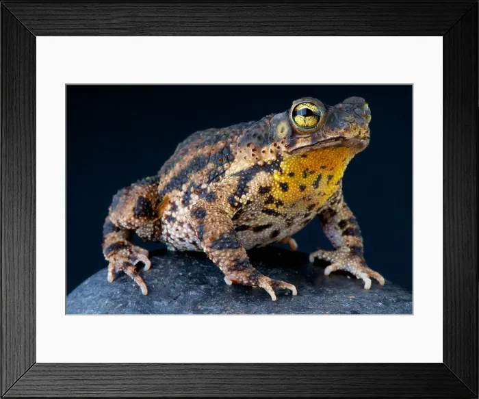 Framed Print : Warty toad / Rhinella granulosa Framed Print : Warty toad / Rhinella granulosa