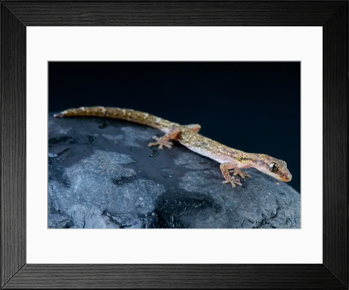 Framed Print : Salamander gecko / Matoatoa breviceps Framed Print : Salamander gecko / Matoatoa breviceps