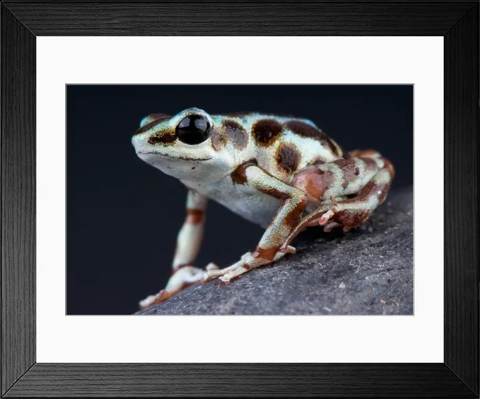 Framed Print : Silver dart frog / Oophaga pumilio Framed Print : Silver dart frog / Oophaga pumilio