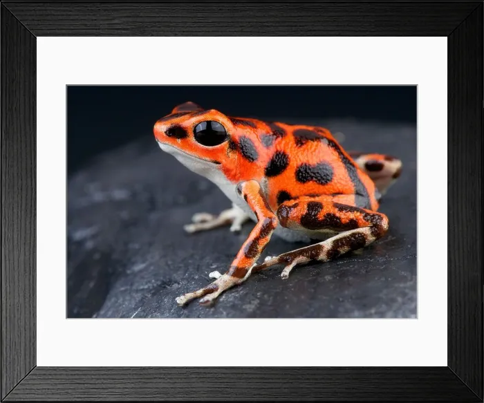 Framed Print : Spotted dart frog / Oophaga pumilio Framed Print : Spotted dart frog / Oophaga pumilio