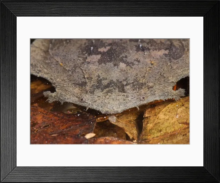 Framed Print : Pipa frog / Pipa pipa Framed Print : Pipa frog / Pipa pipa