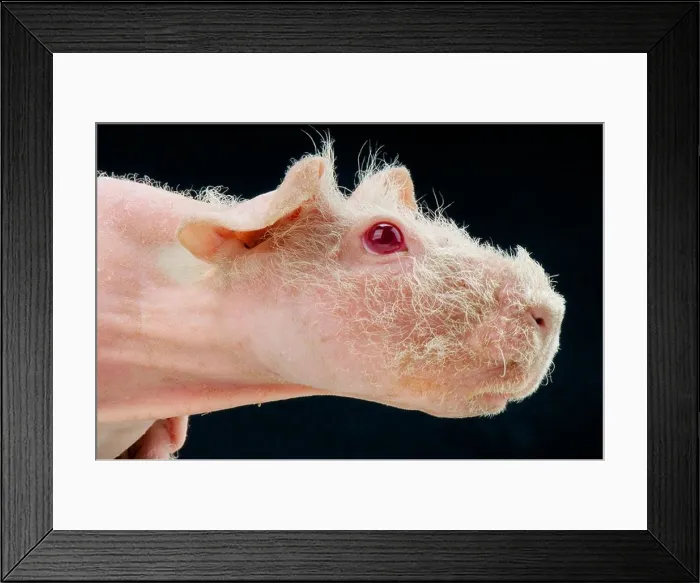Framed Print : Hairless Guinea Pig Framed Print : Hairless Guinea Pig