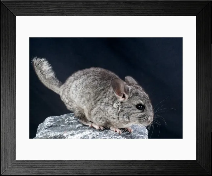 Framed Print : Chinchilla Framed Print : Chinchilla