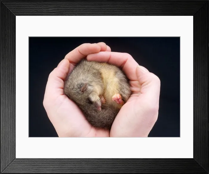 Framed Print : Dormouse / Glis glis Framed Print : Dormouse / Glis glis