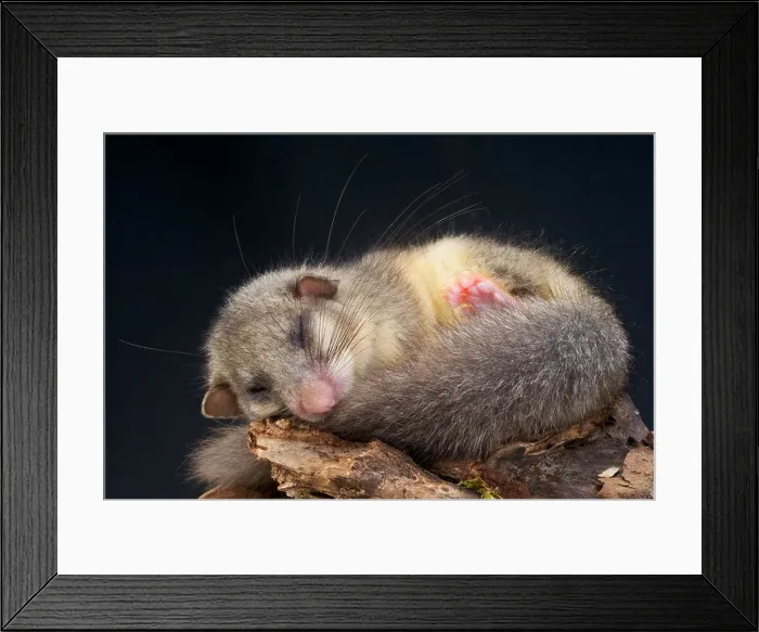 Framed Print : Dormouse / Glis glis Framed Print : Dormouse / Glis glis