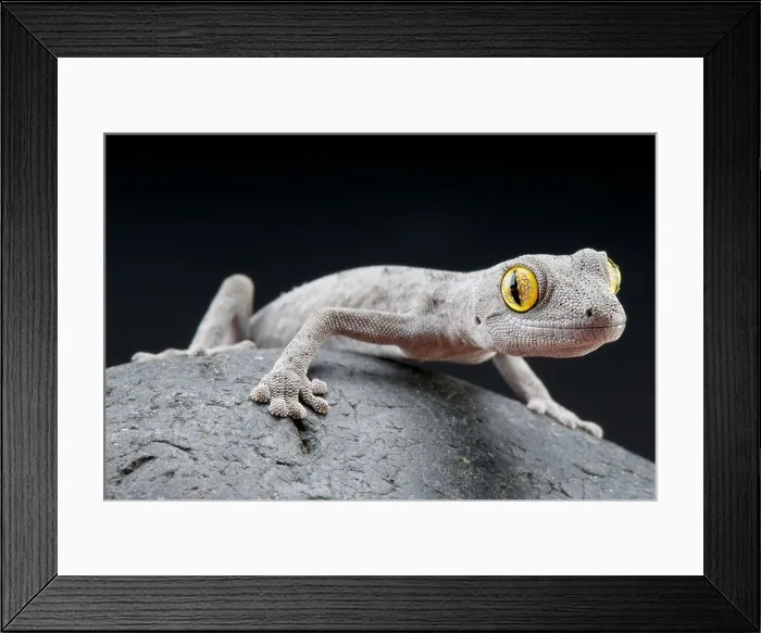 Framed Print : Spiny tailed gecko / Strophurus spinigerus Framed Print : Spiny tailed gecko / Strophurus spinigerus