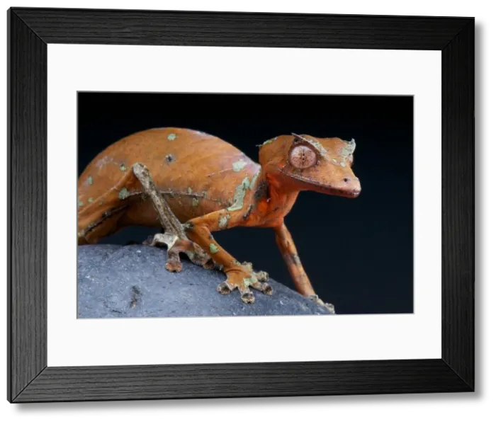 Framed Print : Satanic leaf-tailed gecko / Uroplatus phantasticus Framed Print : Satanic leaf-tailed gecko / Uroplatus phantasticus