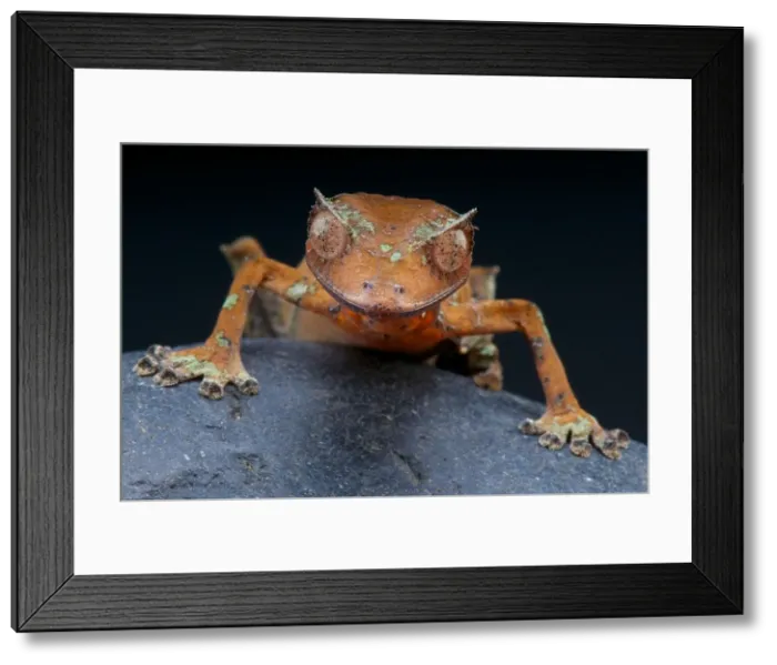 Framed Print : Satanic leaf-tailed gecko / Uroplatus phantasticus Framed Print : Satanic leaf-tailed gecko / Uroplatus phantasticus