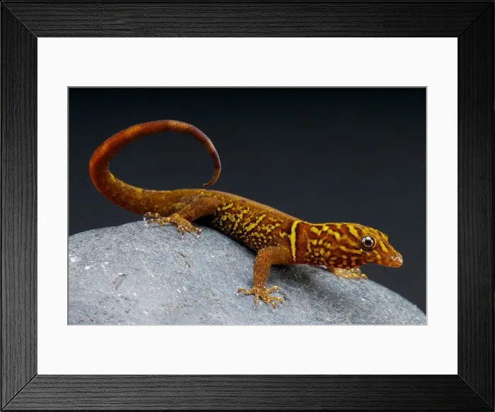 Framed Print : Variegated gecko / Gonatodes cecilae Framed Print : Variegated gecko / Gonatodes cecilae