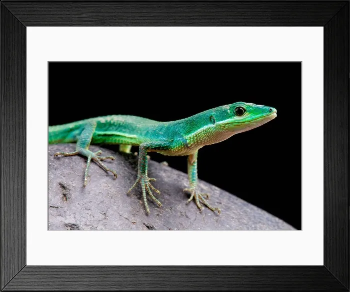Framed Print : Emerald grass lizard / Takydromus smaragdinus Framed Print : Emerald grass lizard / Takydromus smaragdinus