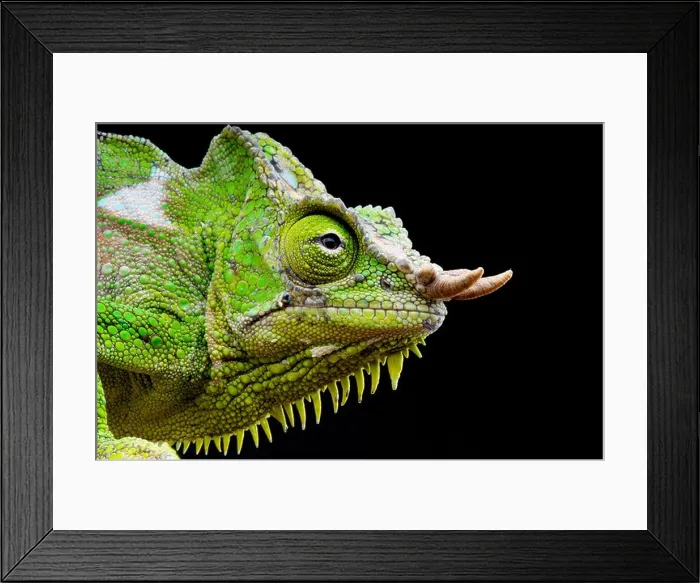Framed Print : Four-horned chameleon / Trioceros quadricornis Framed Print : Four-horned chameleon / Trioceros quadricornis