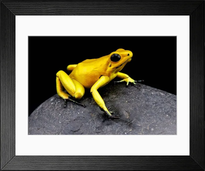 Framed Print : Golden dartfrog / Phyllobates terribilis, most toxic animal in the world Framed Print : Golden dartfrog / Phyllobates terribilis, most toxic animal in the world