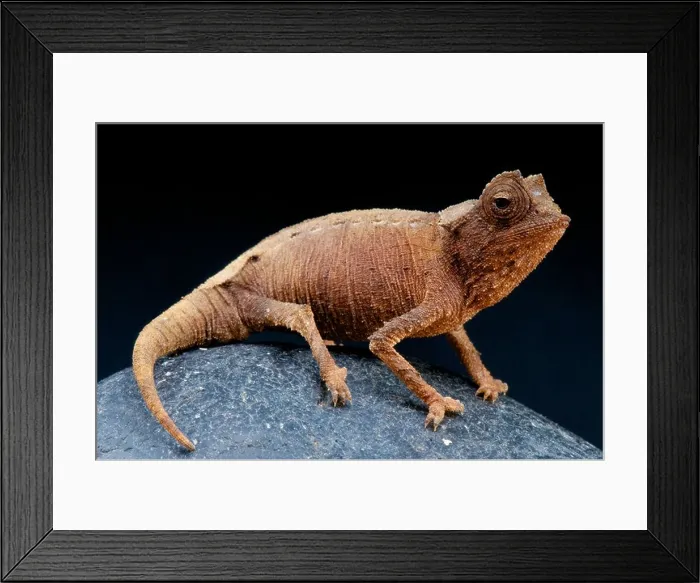 Framed Print : Dwarf Chameleon / Brookesia stumpffi Framed Print : Dwarf Chameleon / Brookesia stumpffi