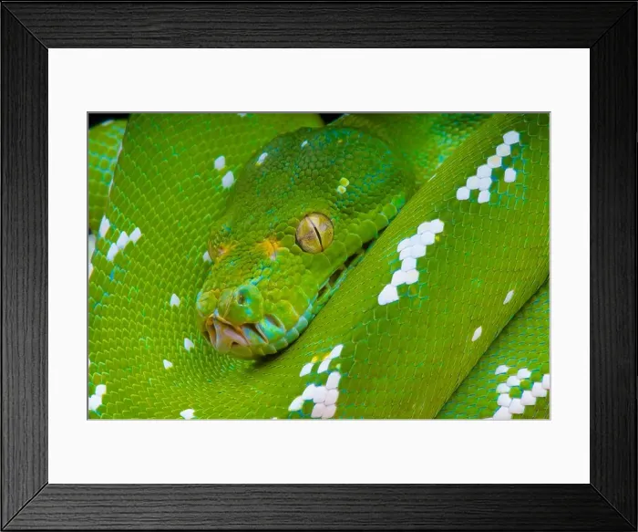Framed Print : Green tree python / Morelia viridis Framed Print : Green tree python / Morelia viridis