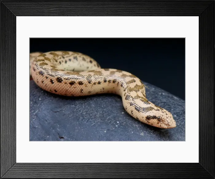 Framed Print : Tartar sand boa / Eryx tatricus Framed Print : Tartar sand boa / Eryx tatricus