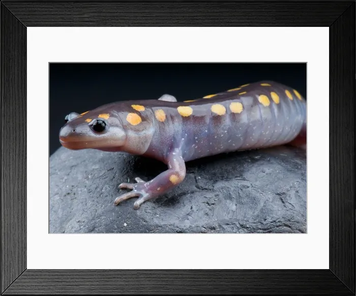 Framed Print : Spotted Mole Salamander / Ambystoma maculatum Framed Print : Spotted Mole Salamander / Ambystoma maculatum
