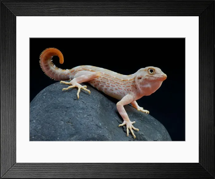 Framed Print : Scorpion tailed gecko / Pristurus carteri Framed Print : Scorpion tailed gecko / Pristurus carteri
