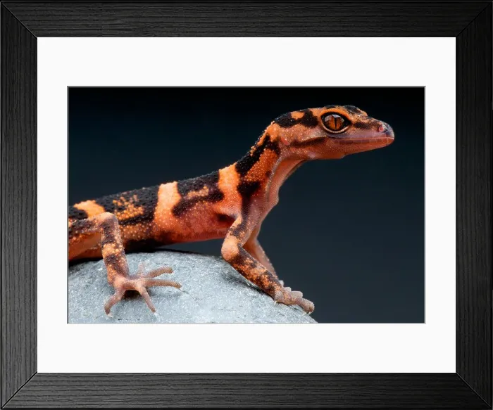 Framed Print : Japanese Cave Gecko / Goniurosaurus orientalis Framed Print : Japanese Cave Gecko / Goniurosaurus orientalis