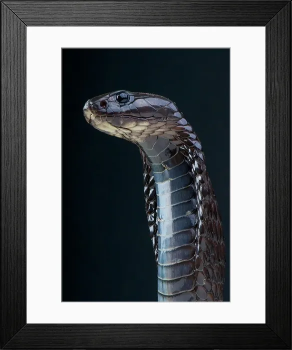 Framed Print : Black cobra / Naja legionis Framed Print : Black cobra / Naja legionis