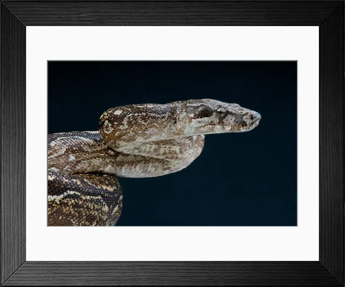 Framed Print : Argentine Boa / Boa constrictor occidentalis Framed Print : Argentine Boa / Boa constrictor occidentalis