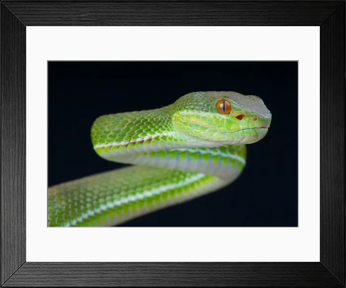 Framed Print : Chinese tree viper / Trimeresurus stejnegeri Framed Print : Chinese tree viper / Trimeresurus stejnegeri