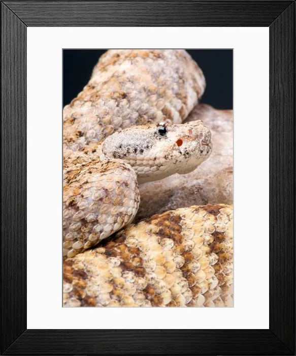 Framed Print : Rock rattlesnake / Crotalus mitchellii pyrrhus Framed Print : Rock rattlesnake / Crotalus mitchellii pyrrhus