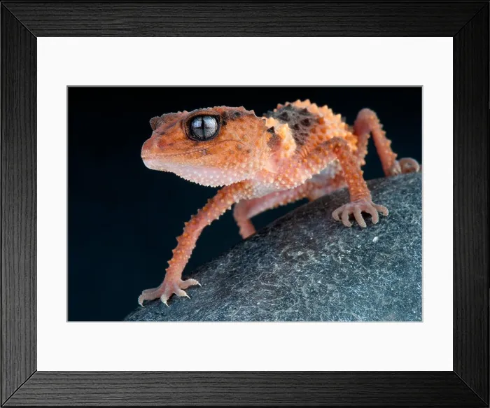 Framed Print : Banded rough knobtail gecko / Nephrurus wheeleri Framed Print : Banded rough knobtail gecko / Nephrurus wheeleri