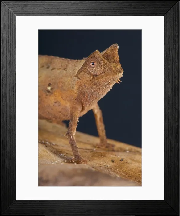 Framed Print : Leaf Chameleon  /  Brookesia superciliaris