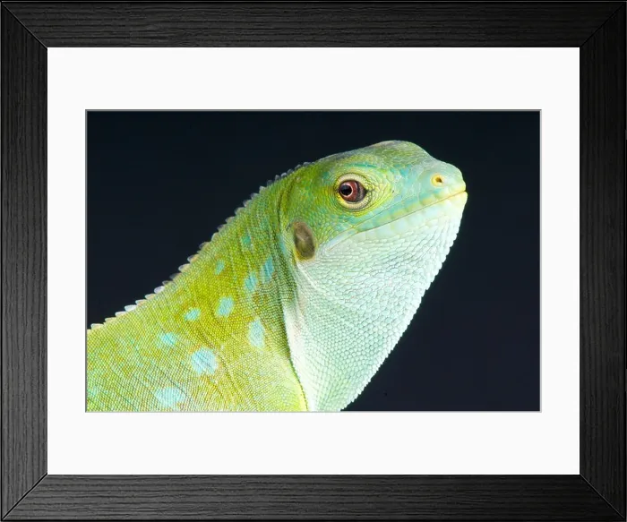 Framed Print : Fiji Iguana / Brachylophus fasciatus Framed Print : Fiji Iguana / Brachylophus fasciatus