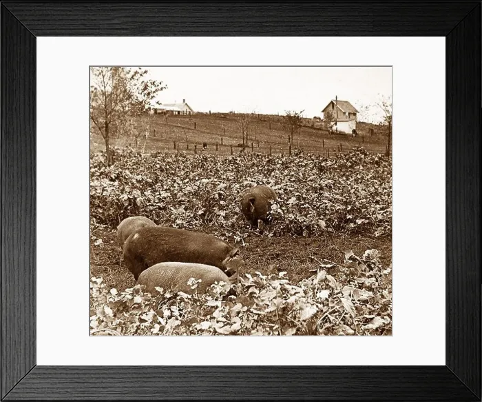 Framed Print : Pigs in rape pasture Ames Iowa USA early 1900s Framed Print : Pigs in rape pasture Ames Iowa USA early 1900s