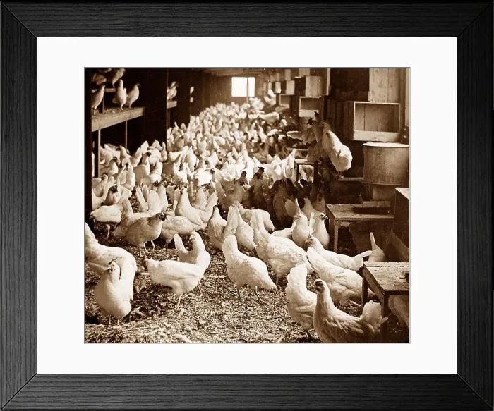 Framed Print : Corning Egg Farm, Bound Brook, New Jersey, USA early 1900s Framed Print : Corning Egg Farm, Bound Brook, New Jersey, USA early 1900s