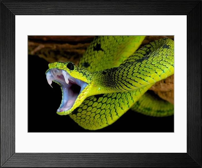 Framed Print : Snake attack ! Framed Print : Snake attack !