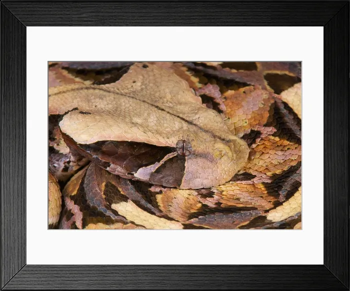 Framed Print : Gaboon viper / Bitis gabonica Framed Print : Gaboon viper / Bitis gabonica