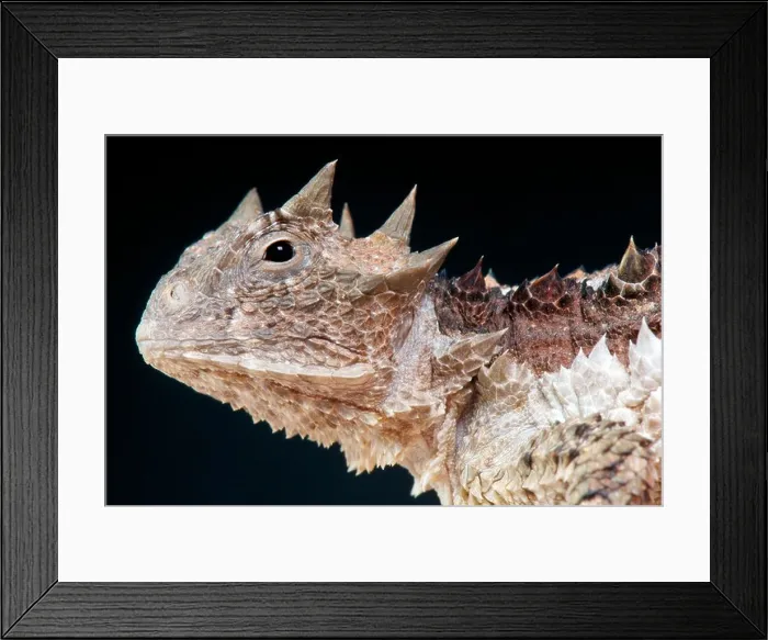 Framed Print : Giant horned lizard / Phrynosoma asio Framed Print : Giant horned lizard / Phrynosoma asio