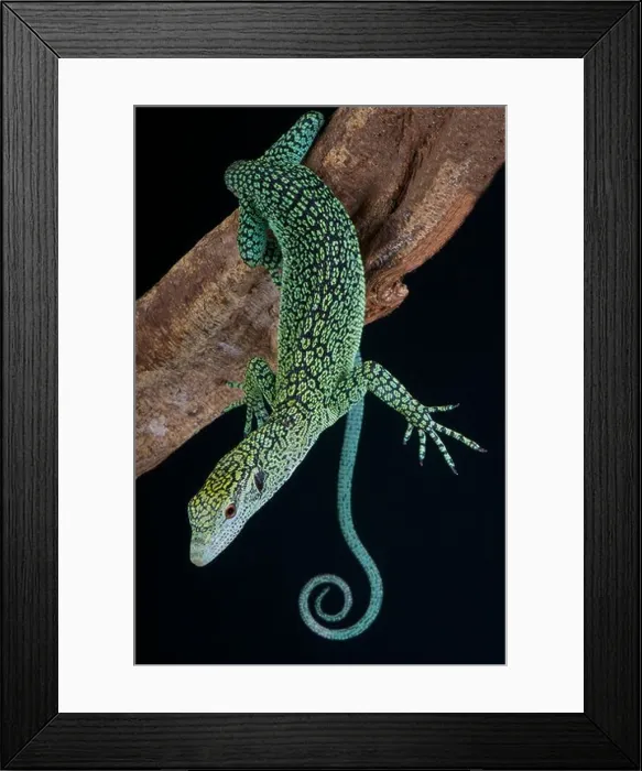 Framed Print : Biak tree monitor / Varanus kordensis Framed Print : Biak tree monitor / Varanus kordensis