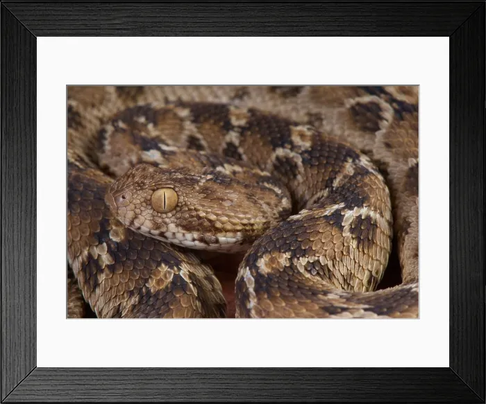 Framed Print : Egyptian saw-scaled viper / Echis pyramidum Framed Print : Egyptian saw-scaled viper / Echis pyramidum