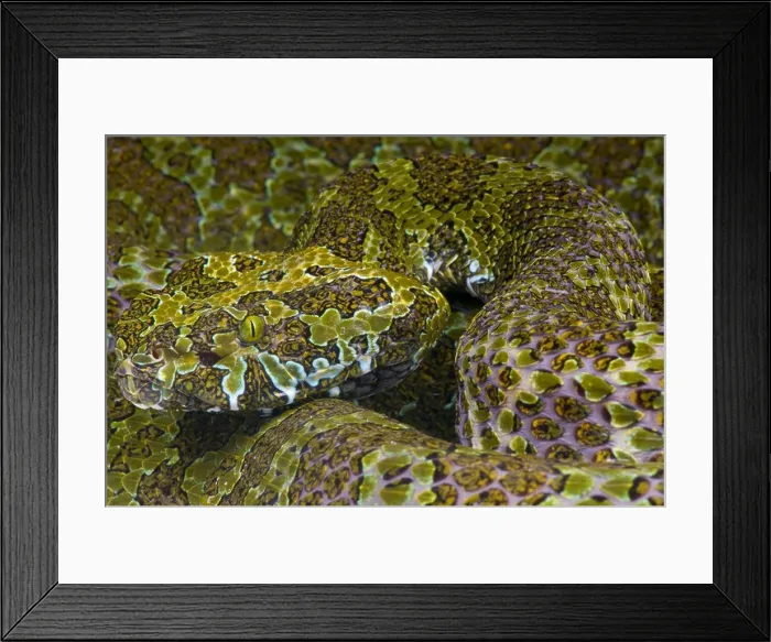 Framed Print : Mangshan pitviper / Protobothrops mangshanensis Framed Print : Mangshan pitviper / Protobothrops mangshanensis