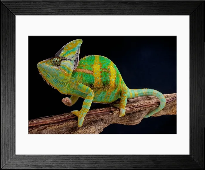 Framed Print : Veiled chameleon  /  Chamaeleo calyptratus