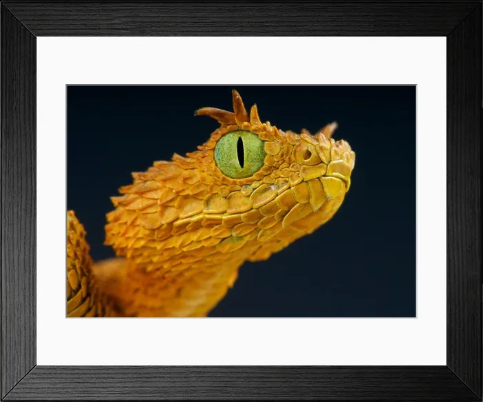 Framed Print : Eyelash bush viper / Atheris ceratophora Framed Print : Eyelash bush viper / Atheris ceratophora