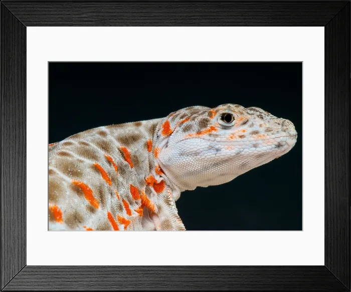 Framed Print : Leopard lizard / Gambelia wislizenii Framed Print : Leopard lizard / Gambelia wislizenii