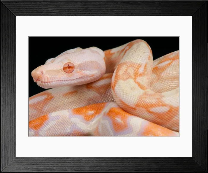 Framed Print : Albino snake / Boa constrictor Framed Print : Albino snake / Boa constrictor