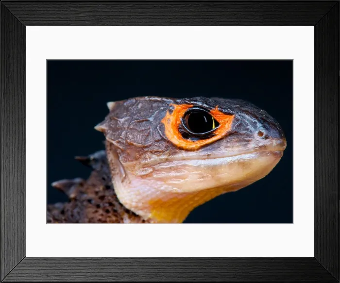 Framed Print : Crocodile skink  /  Tribolonotus gracilis