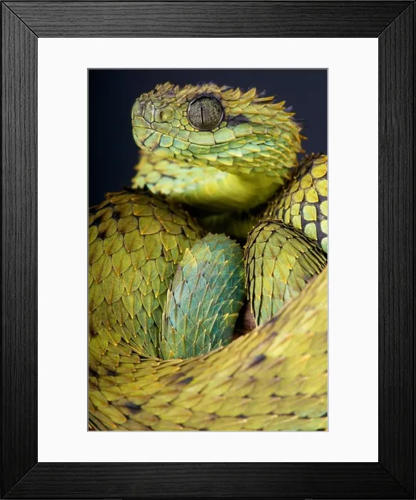 Framed Print : Hairy bush viper / Atheris hispida Framed Print : Hairy bush viper / Atheris hispida