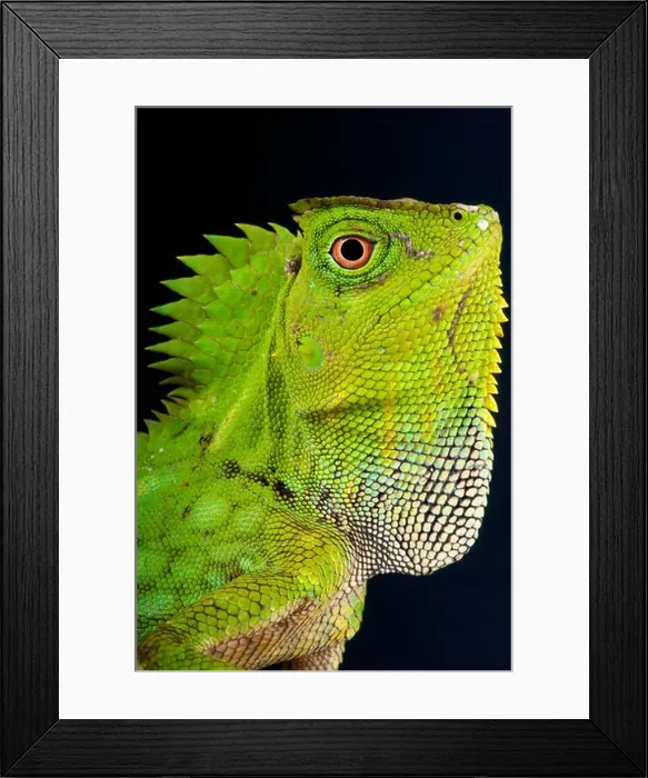 Framed Print : Chameleon forest dragon / Gonocephalus chamaeleontinus Framed Print : Chameleon forest dragon / Gonocephalus chamaeleontinus