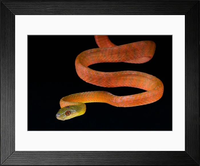 Framed Print : Red cat snake / Boiga nigriceps Framed Print : Red cat snake / Boiga nigriceps