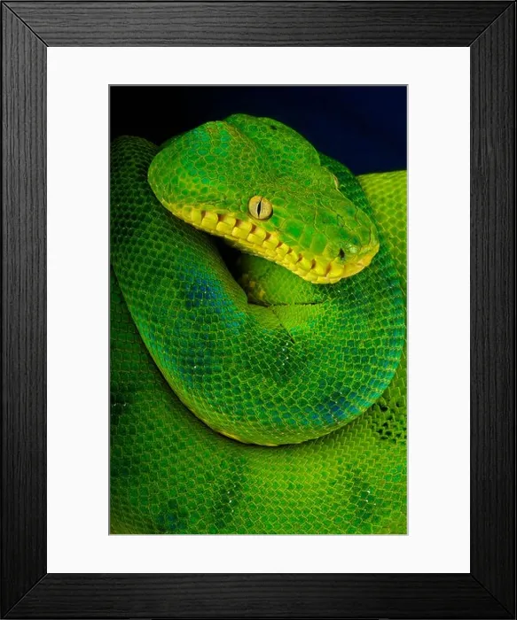 Framed Print : Emerald tree boa / Corallus caninus Framed Print : Emerald tree boa / Corallus caninus